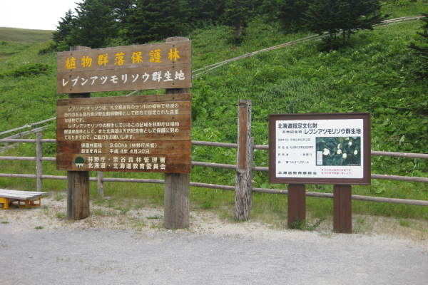 北海道指定天然記念物【レブンアツモリソウ群生地】